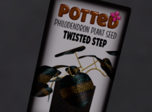 TWISTED STEP Breedable Philodendron Plant Seed POTTED