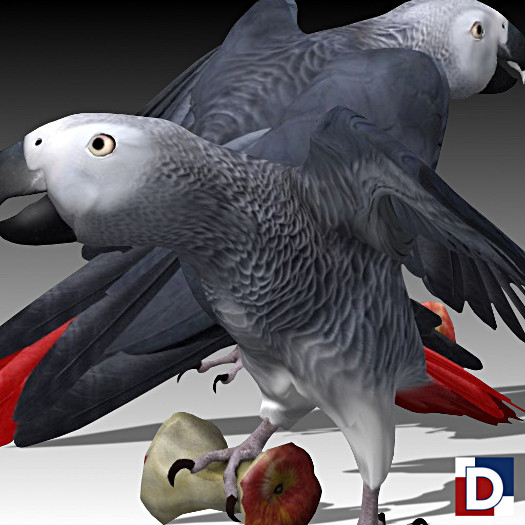 [Danya] Jaco Parrot