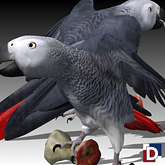[Danya] Jaco Parrot