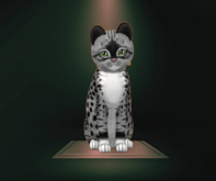KittyCatS Box - 3T F Genesis - Bandit II Genesis Meadow