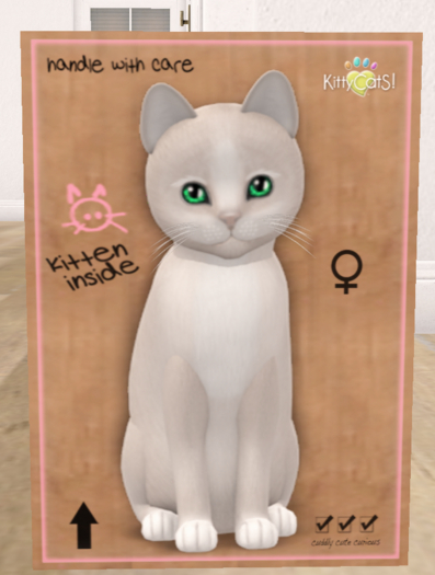 KittyCatS Box - New Born Kitten