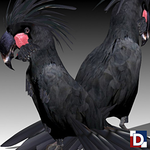 [Danya] Palm Cockatoo
