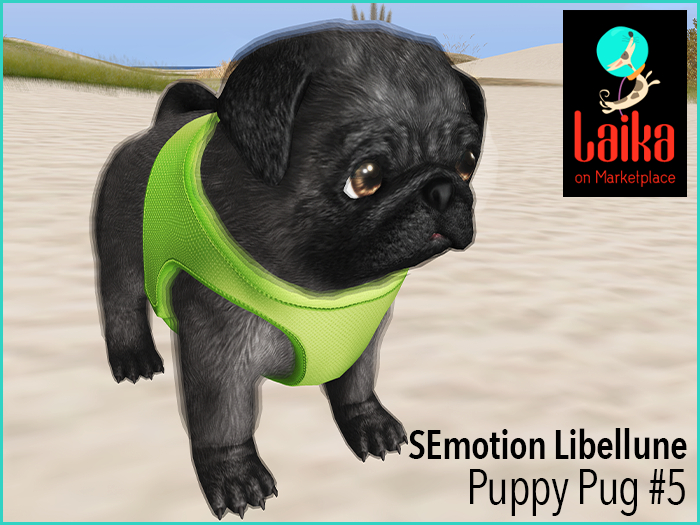 SEmotion Libellune Puppy Pug Companion COMMON 05