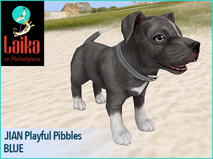 JIAN Playful Pibbles BOX 5. Blue Companion Pup