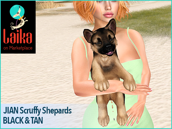 JIAN Scruffy Shepherds BOX 18. Held Pup Tan Black