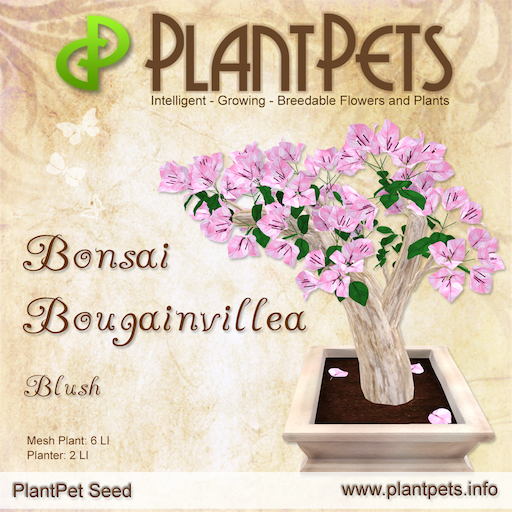 PlantPet Seed [Bonsai Bougainvillea *Blush*] Common