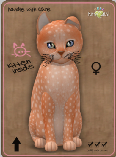 KittyCatS Box - Cheetah! - Tangerine Female