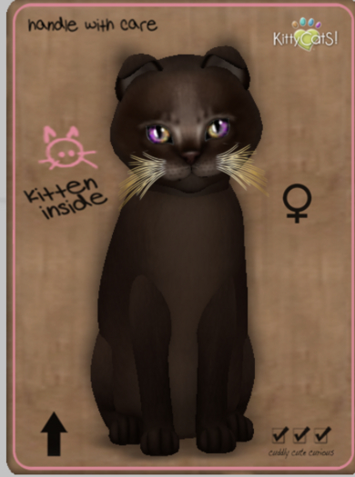 KittyCatS Box - Abyssinian - Dark Chocolate Female