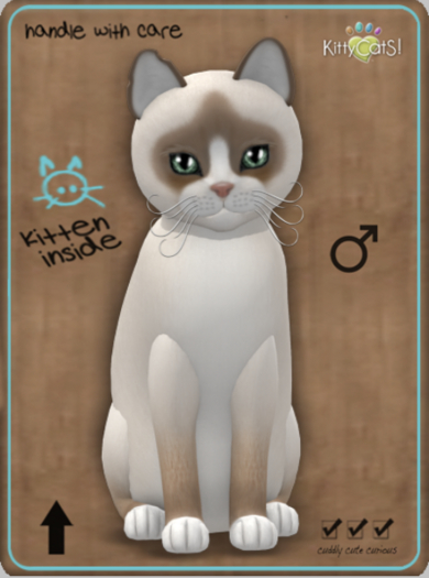 KittyCatS Box - Snowshoe - Cream Male