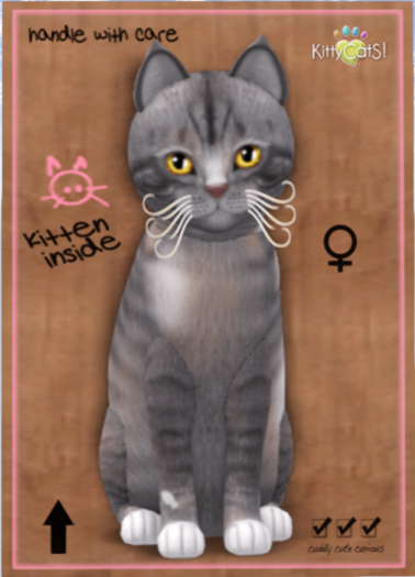 KittyCatS Box - European Shorthair - Tuscan Terra