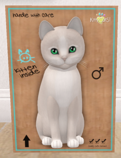 KittyCatS Box - New Born Kitten