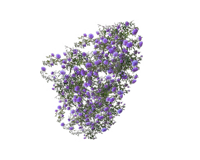Wall Climbing Roses Purple