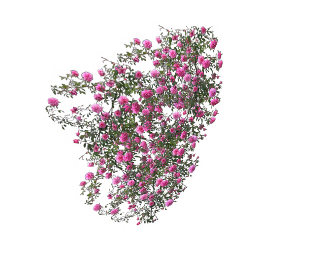 Wall Climbing Roses Pink