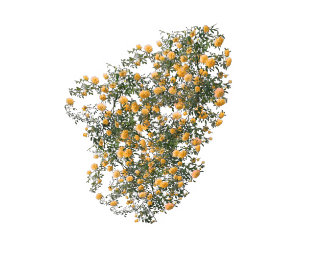 Wall Climbing Roses Yellow