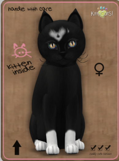 KittyCatS Box - Genesis - Domino IV Female