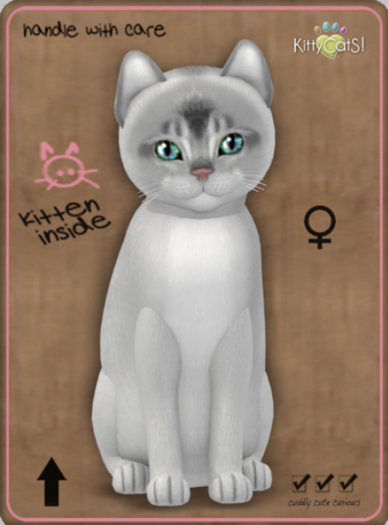 KittyCatS Box - Abyssinian - Black Silver Female