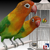 [Danya] Fischer's Lovebird