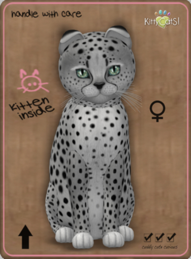 KittyCatS Box - Cheetah! - Silver Female