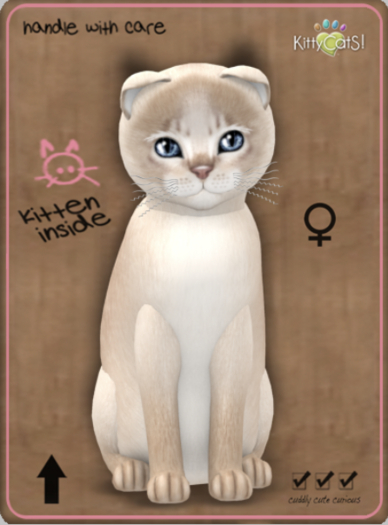 KittyCatS Box - Abyssinian - Lilac Female
