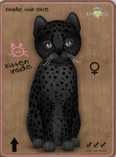 KittyCatS Box - Cheetah! - Exotic Black Female