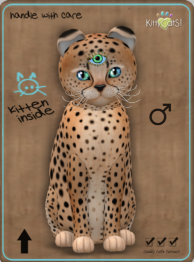 KittyCatS Box - Cheetah! - Ginger Flame Male