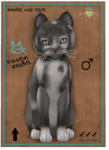 KittyCatS Box - New Born Kitten