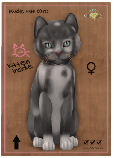 KittyCatS Box - New Born Kitten