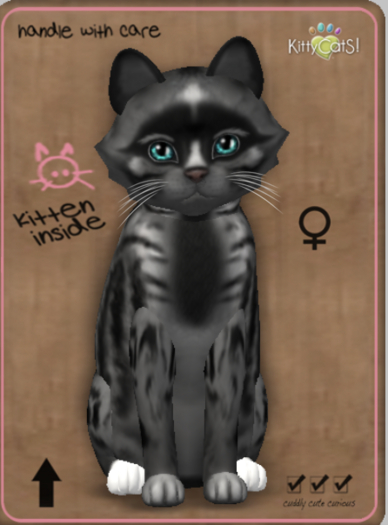KittyCatS Box - Genesis - Smokey V Teacup Female