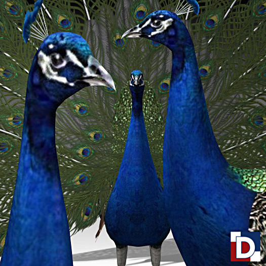 [Danya] Peacock