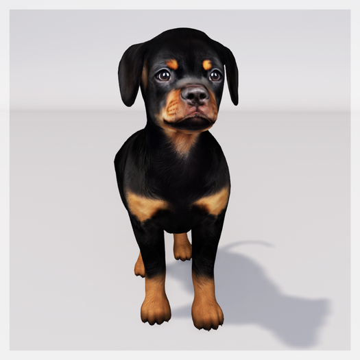 Zooby Animesh Puppy Rottweiler
