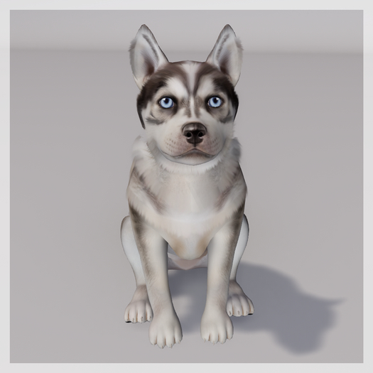 Zooby Animesh Puppy Light Husky
