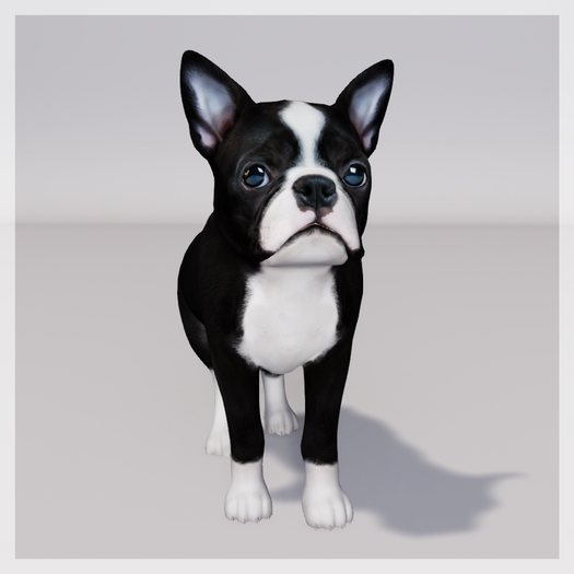 Zooby Animesh Puppy Boston Terrier