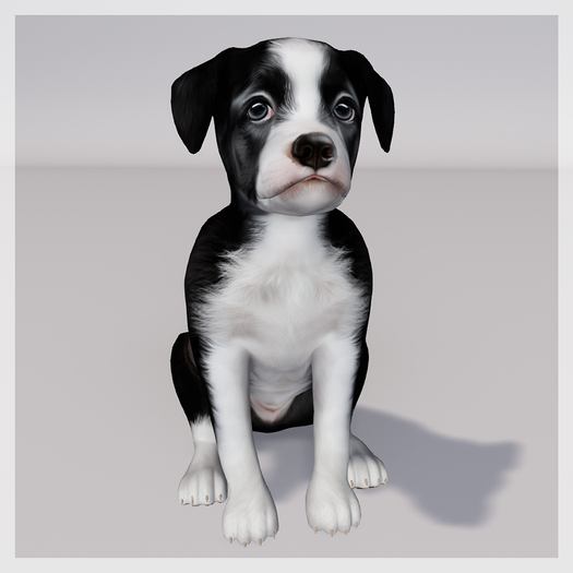 Zooby Animesh Puppy Border Collie