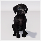 Zooby Animesh Puppy Black Lab