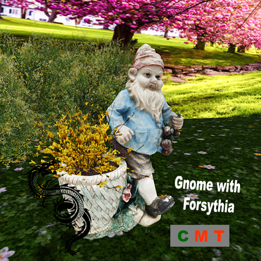 Gnome with Forsythia