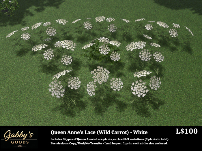 Wild Carrot-White