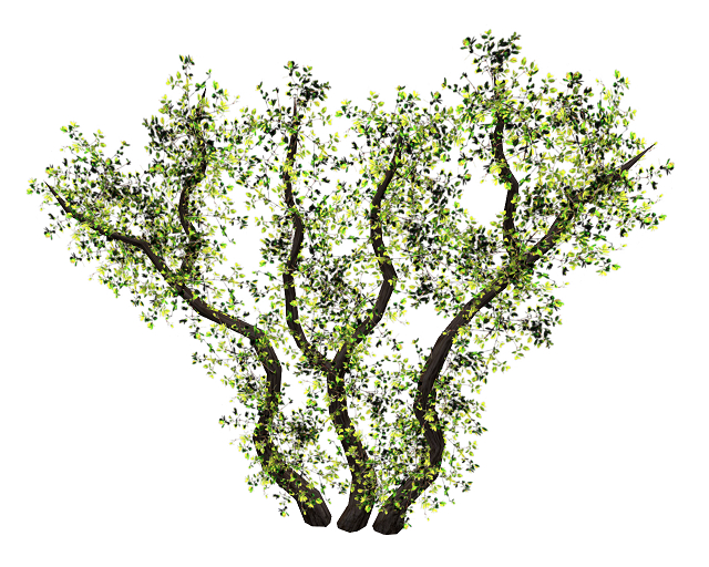 Wall Climbing Branch Spring Foliage