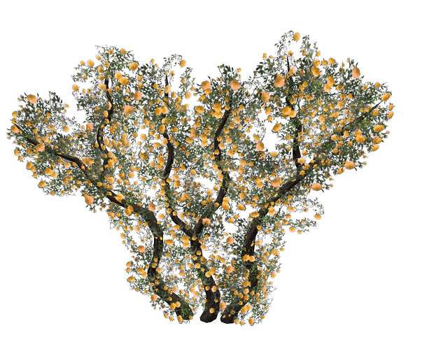Wall Climbing Branch Yellow Roses