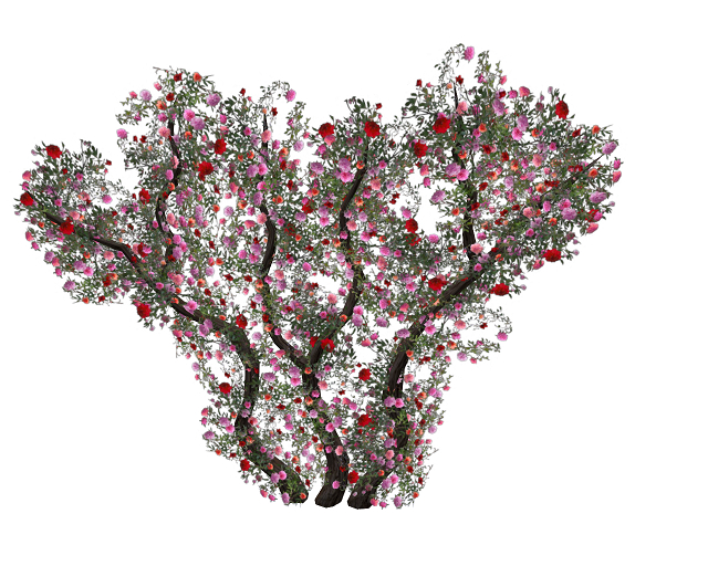Wall Climbing Branch Roses
