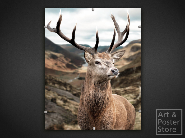 Stag | Wildlife Photo Poster | Mesh Clip Frame 