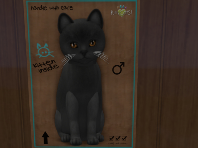 KittyCatS Box - New Born Kitten