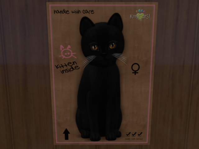 KittyCatS Box - New Born Kitten