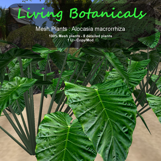Inochi Botanicals - Mesh Plant Alocasia "Macrorrhiza"
