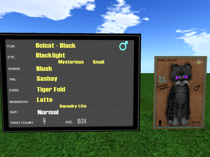 KittyCatS Box - New Born Kitten