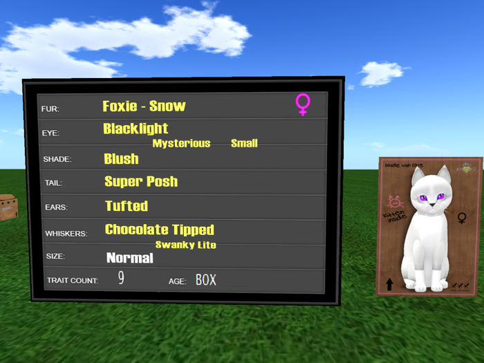 KittyCatS Box - New Born Kitten