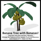 Banana Tree with Bananas! - Ever Green