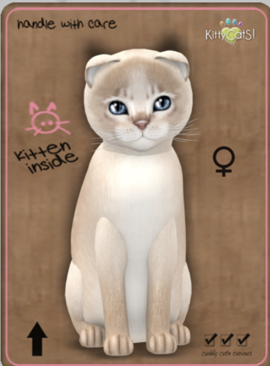 KittyCatS Box - Abyssinian - Lilac Female