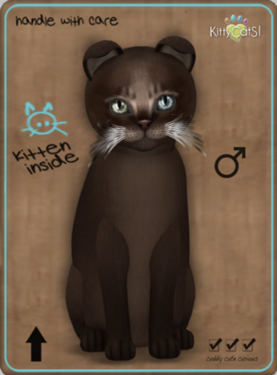 KittyCatS Box - Abyssinian - Dark Chocolate Male