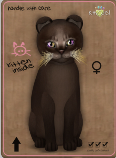 KittyCatS Box - Abyssinian - Dark Chocolate Female