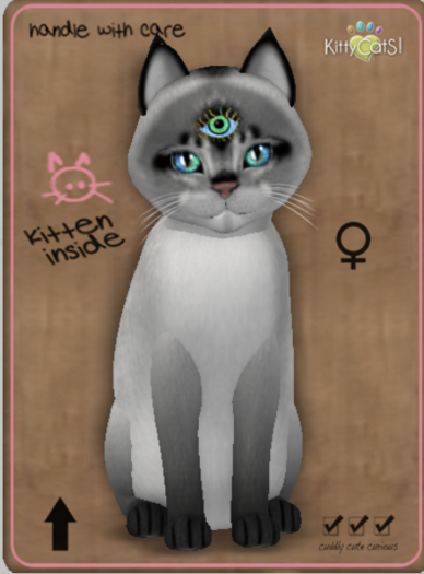 KittyCatS Box - Abyssinian - Salt & Pepper Female